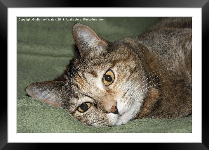 Cat Eyes Framed Mounted Print by Michael Waters Photography