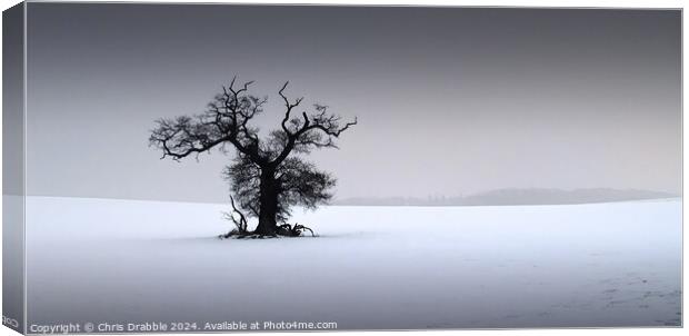 In the depths of Winter Canvas Print by Chris Drabble