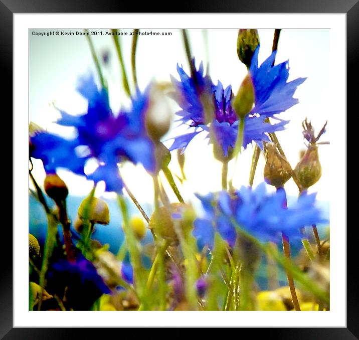 Scottish wild flowers Framed Mounted Print by Kevin Dobie