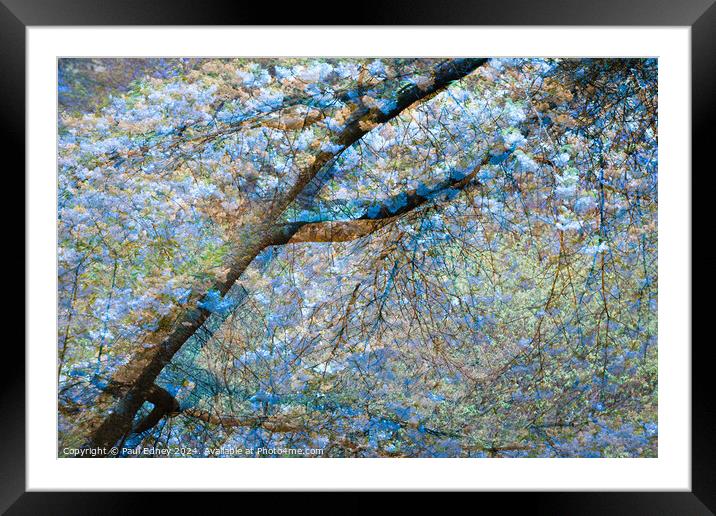 Multiple exposure tree blossom in blue and yellow Framed Mounted Print by Paul Edney