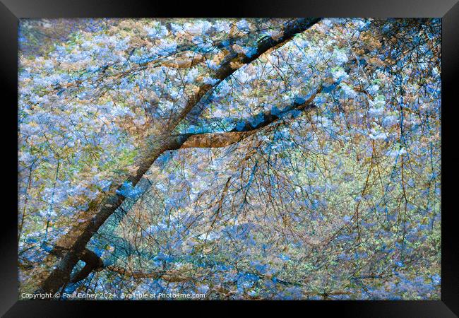 Multiple exposure tree blossom in blue and yellow Framed Print by Paul Edney
