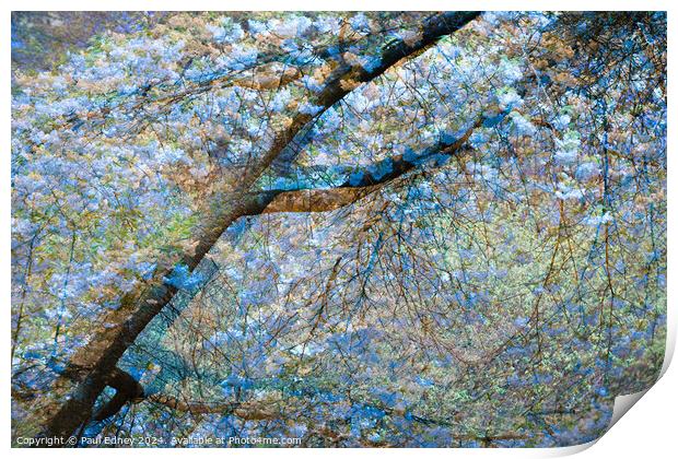 Multiple exposure tree blossom in blue and yellow Print by Paul Edney