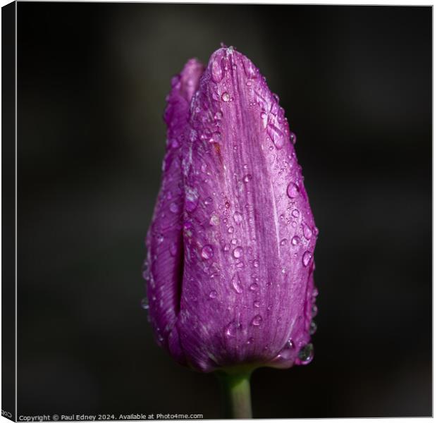 Portrait of a purple tulip with rain drops Canvas Print by Paul Edney