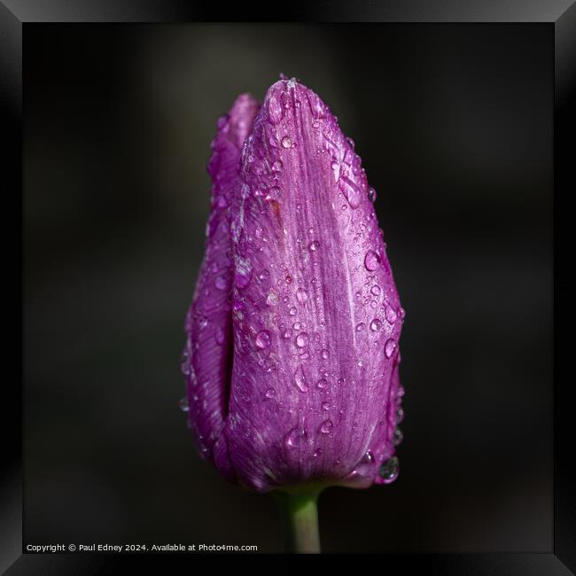 Portrait of a purple tulip with rain drops Framed Print by Paul Edney