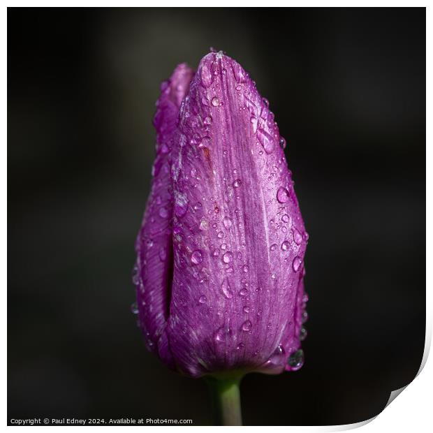 Portrait of a purple tulip with rain drops Print by Paul Edney