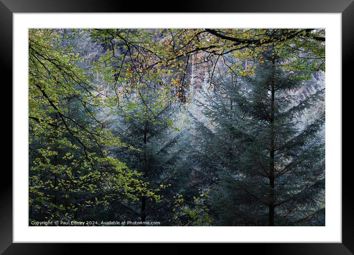 Mixed woodland frame, Ceridigion, Wales, UK Framed Mounted Print by Paul Edney