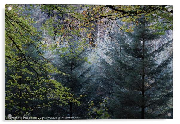 Mixed woodland frame, Ceridigion, Wales, UK Acrylic by Paul Edney