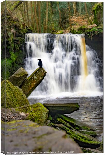 A convenient perch at Goitstock Waterfall Canvas Print by Chris North