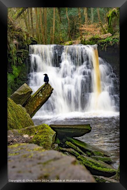 A convenient perch at Goitstock Waterfall Framed Print by Chris North