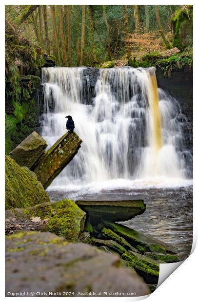 A convenient perch at Goitstock Waterfall Print by Chris North