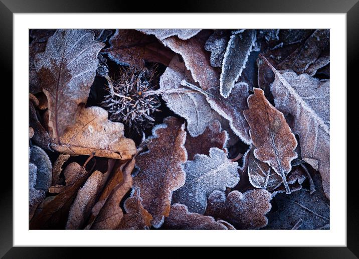 Frosted Autumn Leaves Framed Mounted Print by Robert Coffey