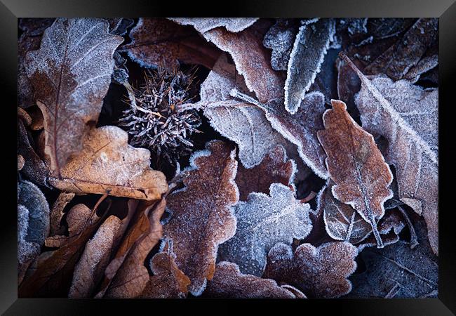 Frosted Autumn Leaves Framed Print by Robert Coffey