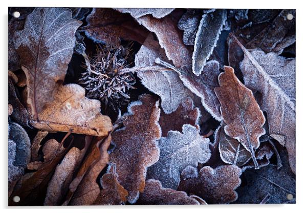 Frosted Autumn Leaves Acrylic by Robert Coffey