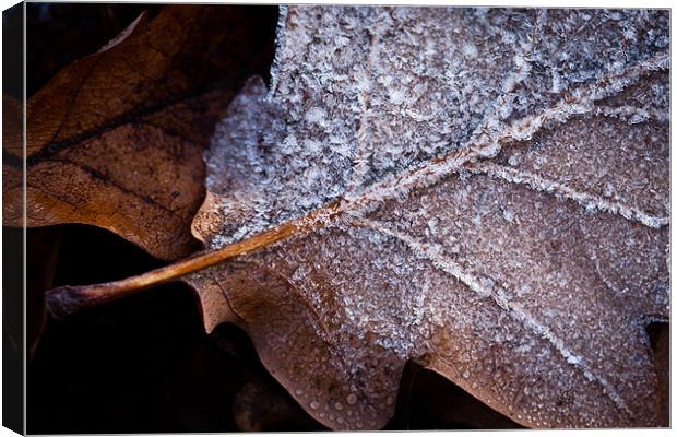 Frosted Oak Leaf Canvas Print by Robert Coffey