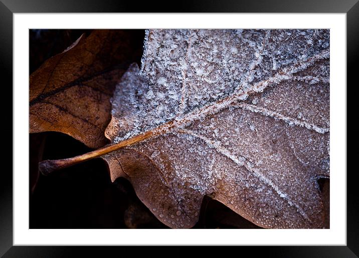 Frosted Oak Leaf Framed Mounted Print by Robert Coffey