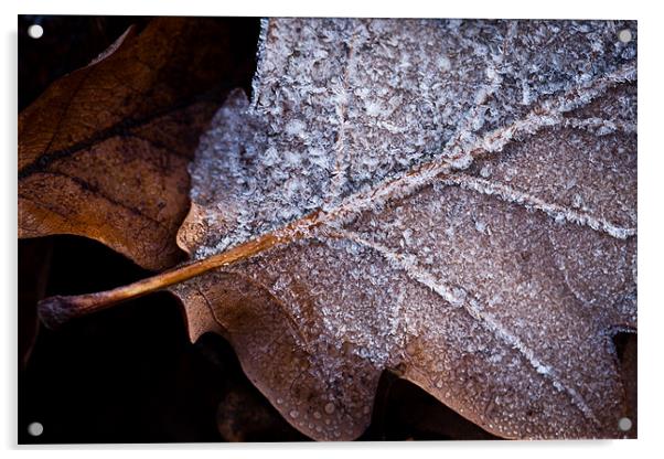 Frosted Oak Leaf Acrylic by Robert Coffey