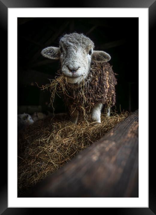 Theo the Herdy  Framed Mounted Print by Jonny Gios