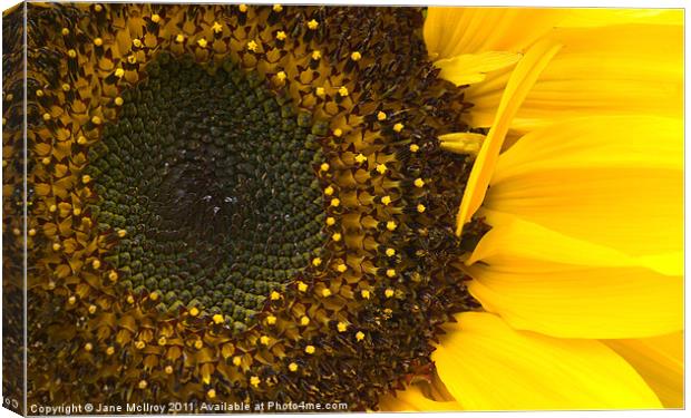 Yellow Sunflower Closeup Canvas Print by Jane McIlroy