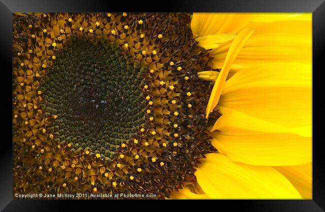 Yellow Sunflower Closeup Framed Print by Jane McIlroy