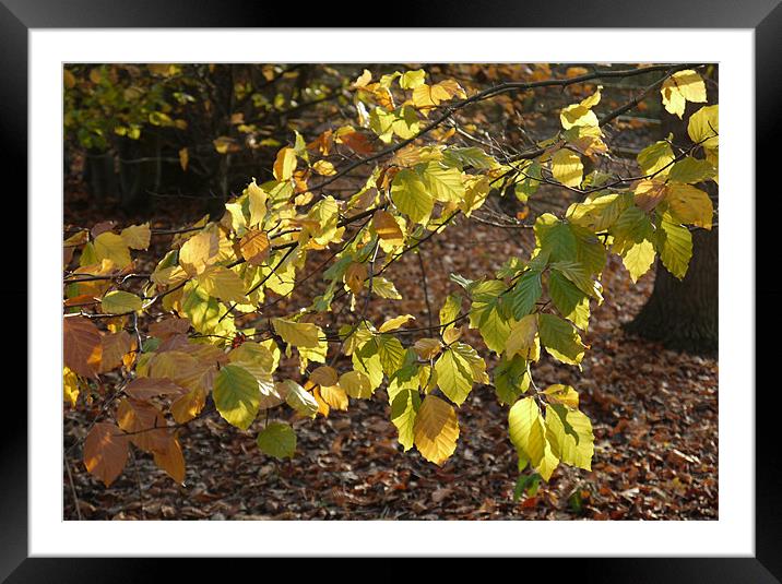 Leaves Framed Mounted Print by Raymond Partlett