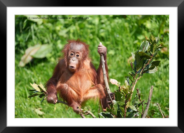 Orangutan Baby's Hoots Framed Mounted Print by rawshutterbug 