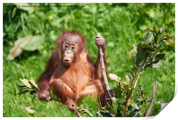 Orangutan Baby's Hoots Print by rawshutterbug 