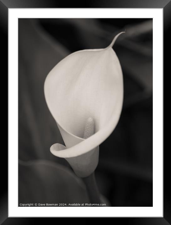 Calla Lily Bloom Framed Mounted Print by Dave Bowman