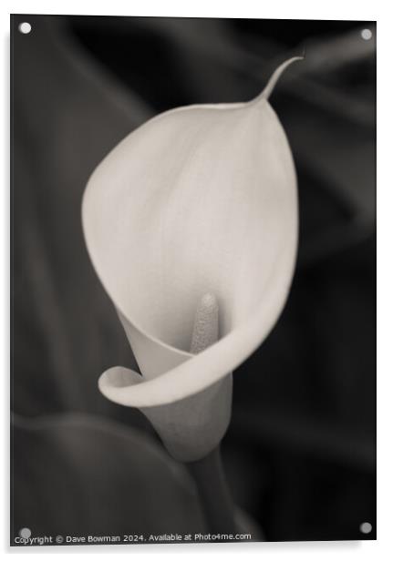 Calla Lily Bloom Acrylic by Dave Bowman