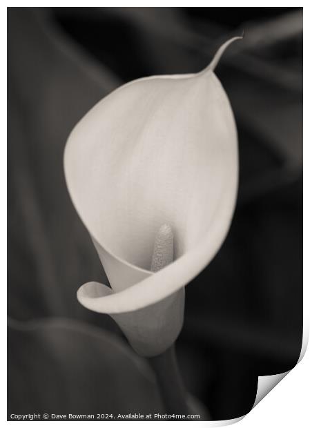 Calla Lily Bloom Print by Dave Bowman