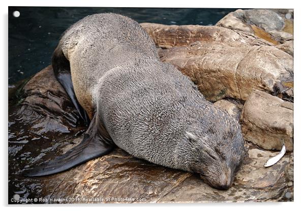 Sleepy Seal Acrylic by Rob Hawkins