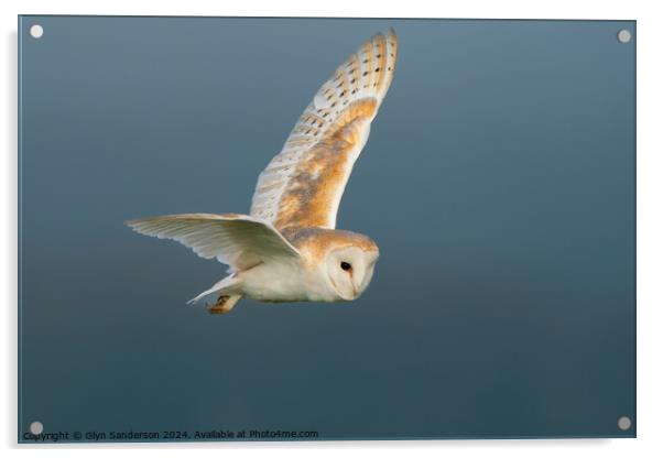 Barn Owl on the hunt Acrylic by Glyn Sanderson