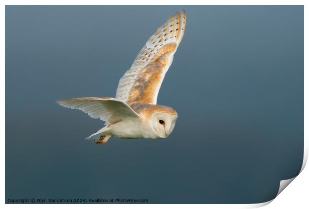 Barn Owl on the hunt Print by Glyn Sanderson