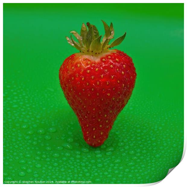 Single Strawberry on Green Background Print by Stephen Noulton
