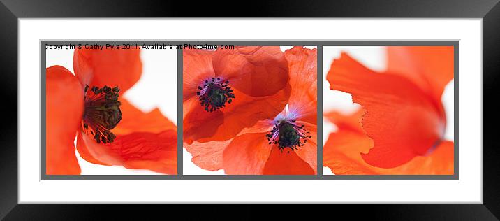 Poppies triptych (grey border) Framed Mounted Print by Cathy Pyle