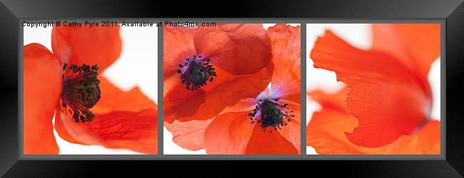 Poppies triptych (grey border) Framed Print by Cathy Pyle