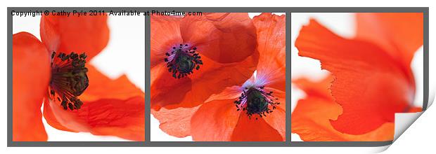 Poppies triptych (grey border) Print by Cathy Pyle