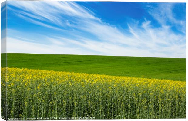 Green field and field with blooming colza under blue sky. Canvas Print by Sergey Fedoskin