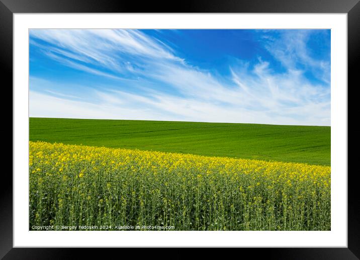 Green field and field with blooming colza under blue sky. Framed Mounted Print by Sergey Fedoskin