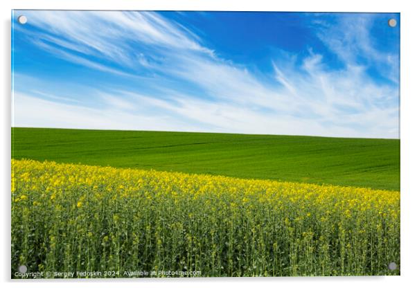 Green field and field with blooming colza under blue sky. Acrylic by Sergey Fedoskin
