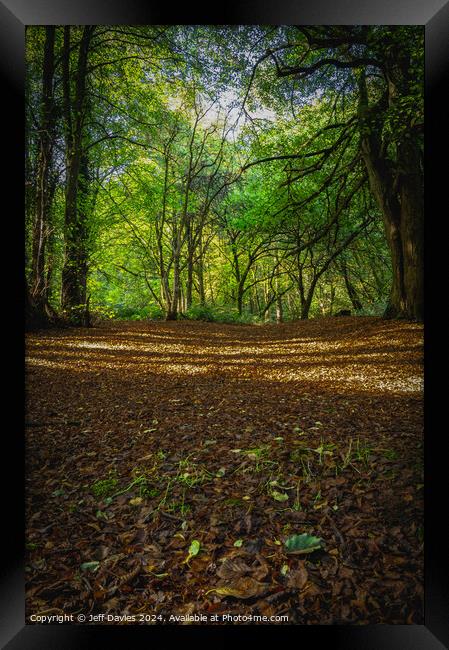The forest floor Framed Print by Jeff Davies