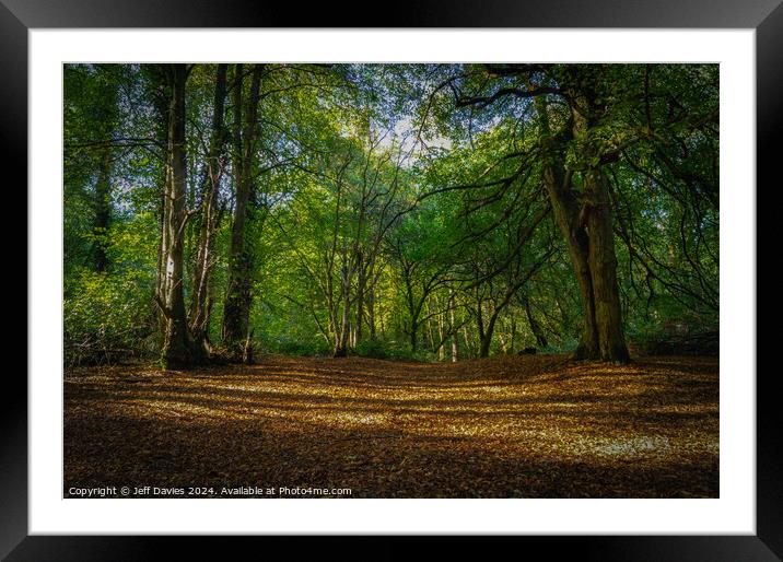 Autumn At Hartshill Hayes Framed Mounted Print by Jeff Davies