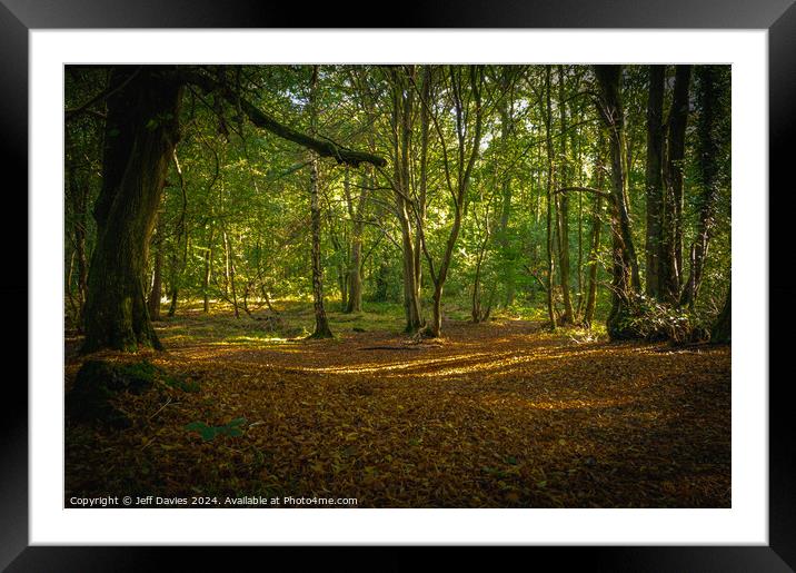 Forest Shadows Framed Mounted Print by Jeff Davies