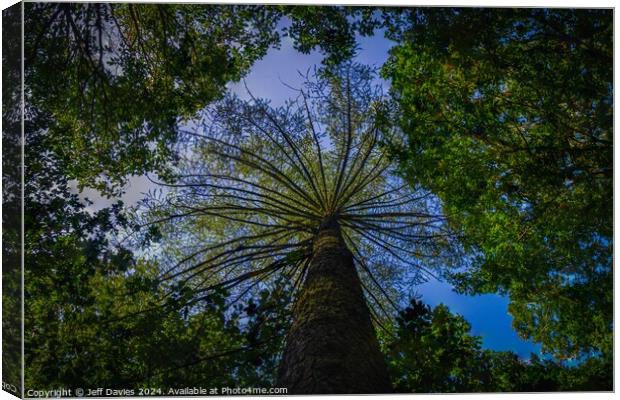 Above the canopy Canvas Print by Jeff Davies