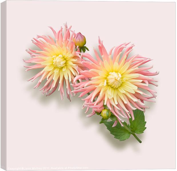 Pink and Cream Cactus Dahlia Canvas Print by Jane McIlroy