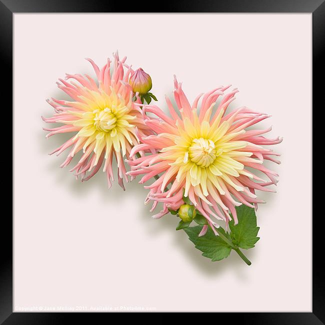 Pink and Cream Cactus Dahlia Framed Print by Jane McIlroy
