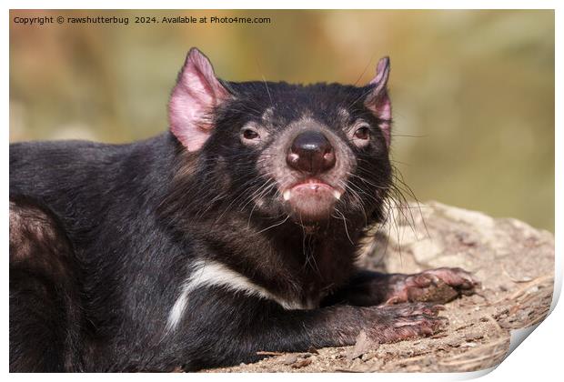 Untamed Spirit - Tasmanian Devil Print by rawshutterbug 