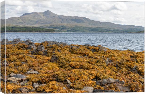 The coastline of Sea Loch Sunart at Low Tide in the Highlands Canvas Print by Dave Collins