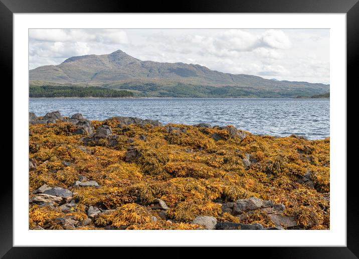 The coastline of Sea Loch Sunart at Low Tide in the Highlands Framed Mounted Print by Dave Collins