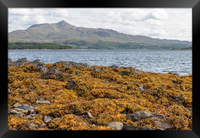 The coastline of Sea Loch Sunart at Low Tide in the Highlands Framed Print by Dave Collins