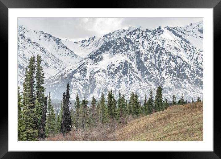 Trees in a Valley with snow covered mountains behind in Alaska, USA Framed Mounted Print by Dave Collins